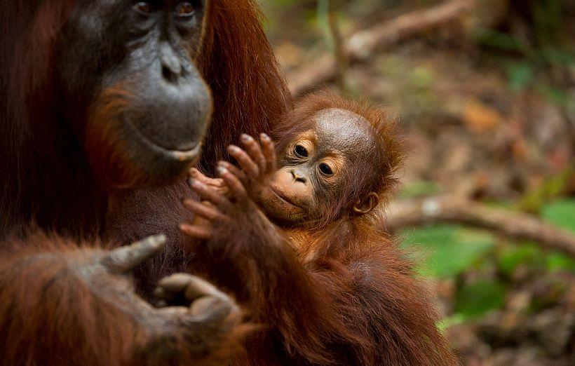 Orangutan with baby