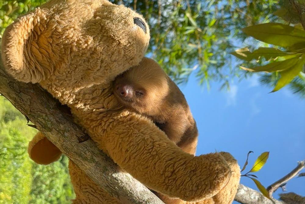 Sloth Conservation & Wildlife Experience