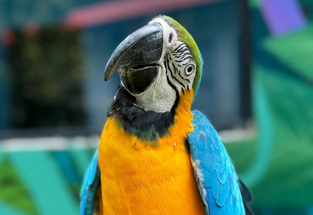 Lucas the Blue & Gold Macaw - Peru Wildlife Sanctuary