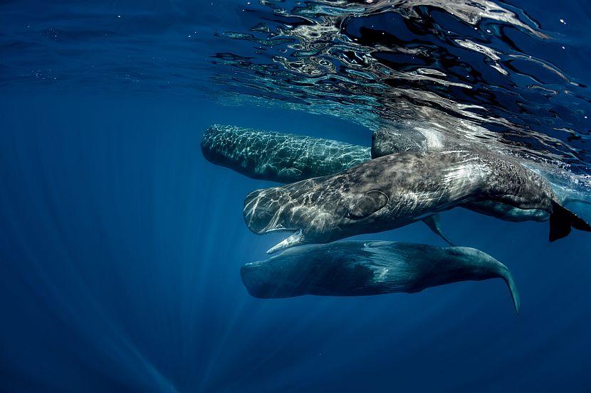 Blue whales in the Azores