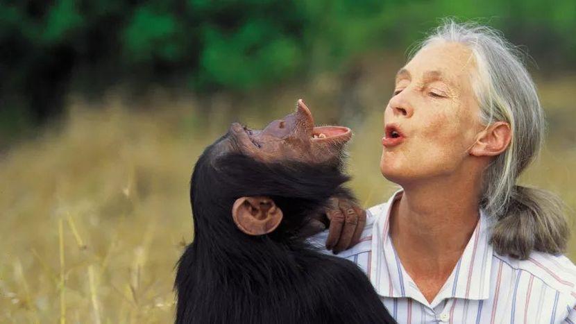 The Jane Goodall Institute