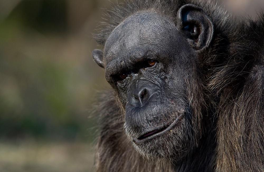 Meet Joao - Chimp Eden - The Jane Goodall Institute