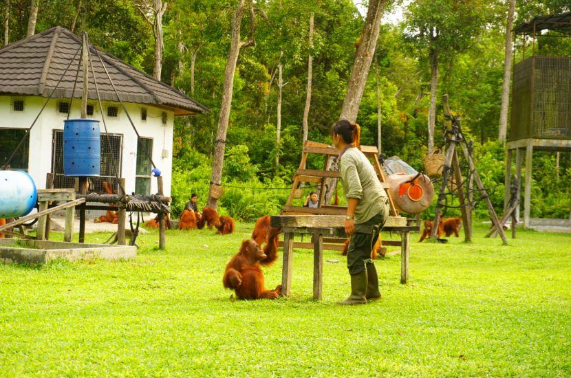 Baby Orangutan at Jungle School Playground