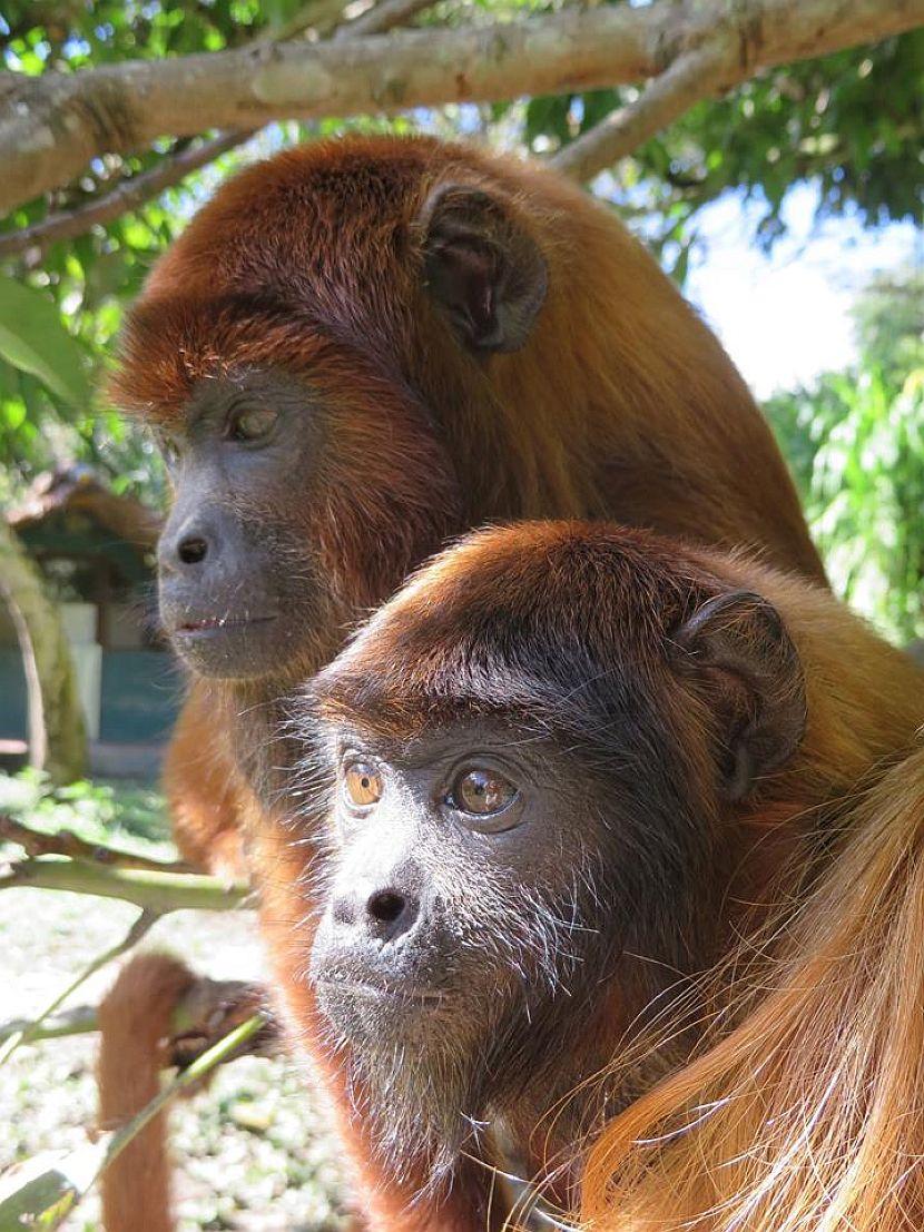 Bolivia Monkeys