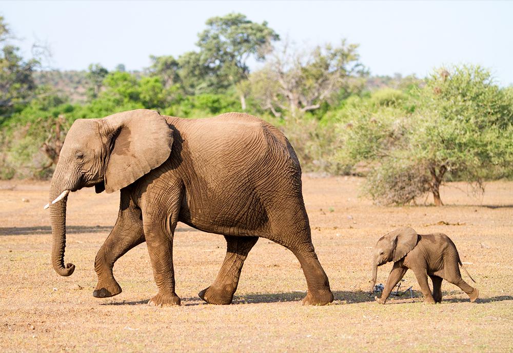 Elephant - Best Mothers in the Animal Kingdom