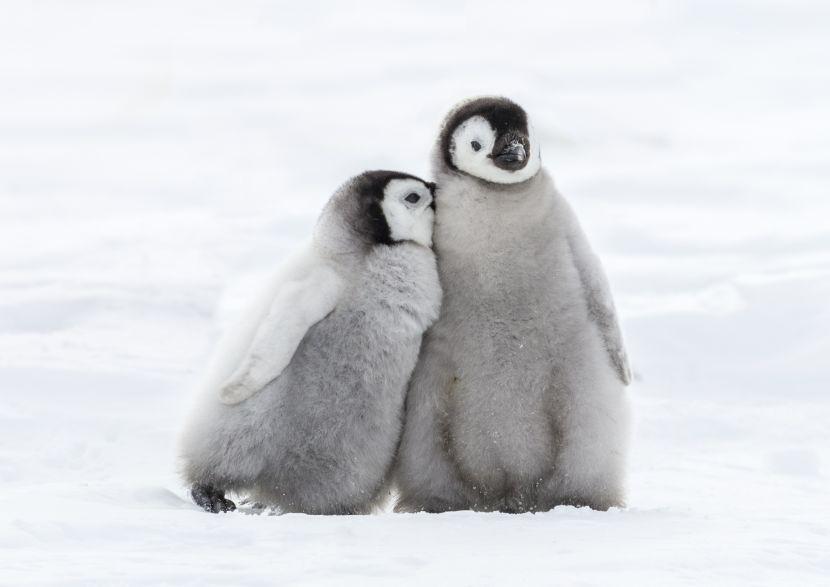 baby penguin 