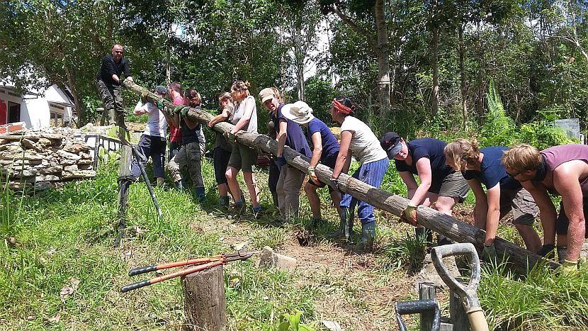 Ironwood in Borneo