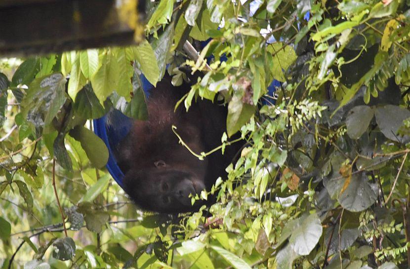 Orangutan in a barrel 