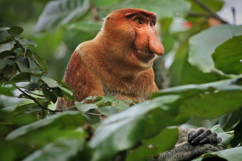 Proboscis Monkey Borneo