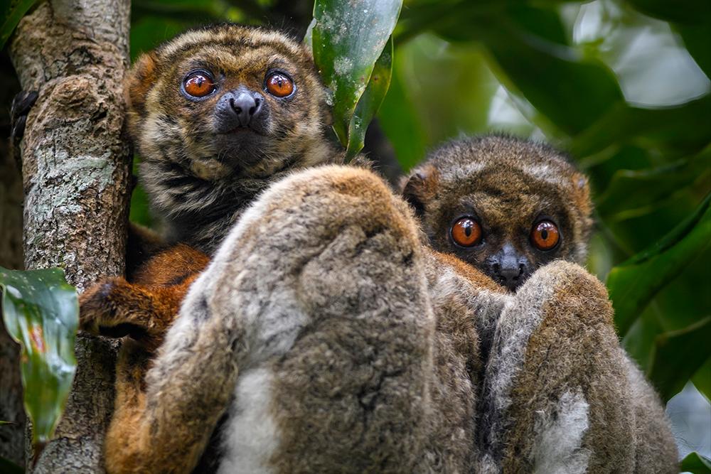 Photo of Two Eastern Woolly Lemurs