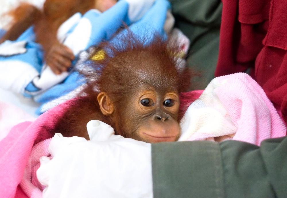 Cute Baby Orangutan Rescued - BOS Foundation