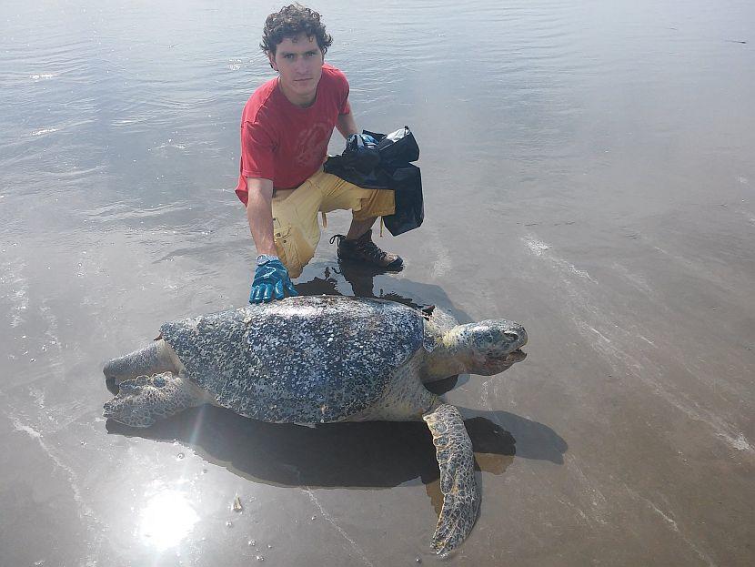 Turtle releasing