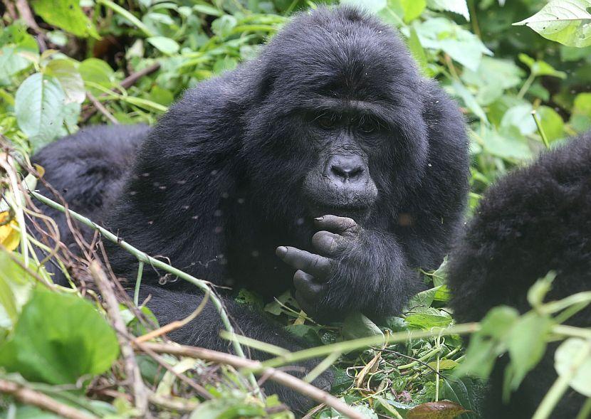 Gorilla Uganda