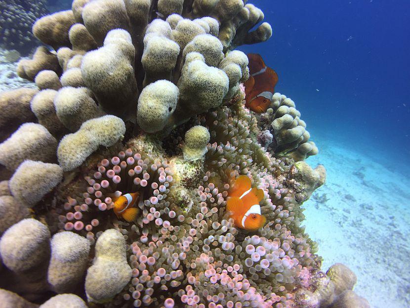 Clownfish