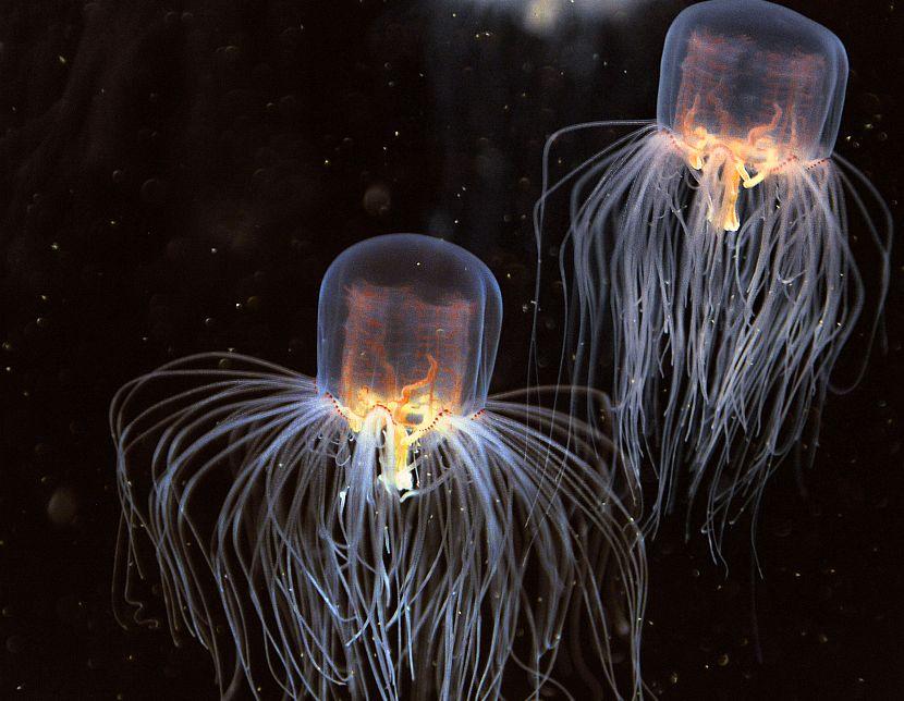 Box jellyfish