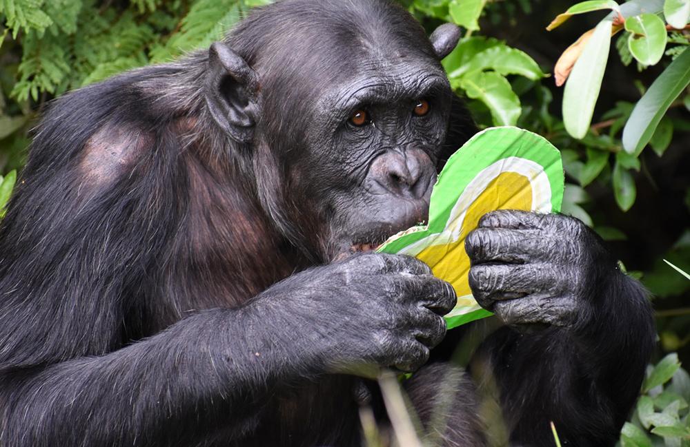 Chimpanzees and Compassion