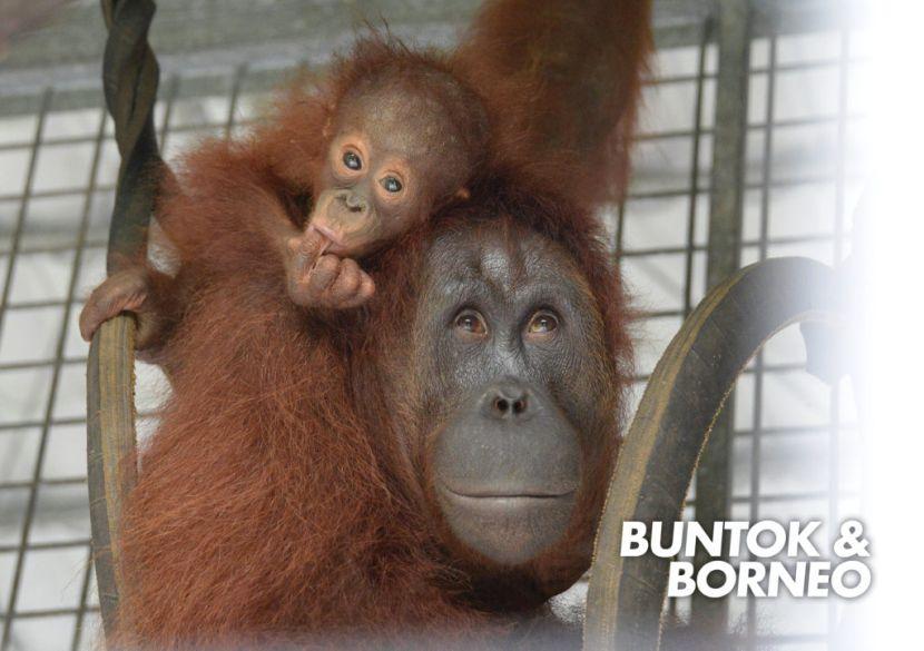 Mother and baby orangutan