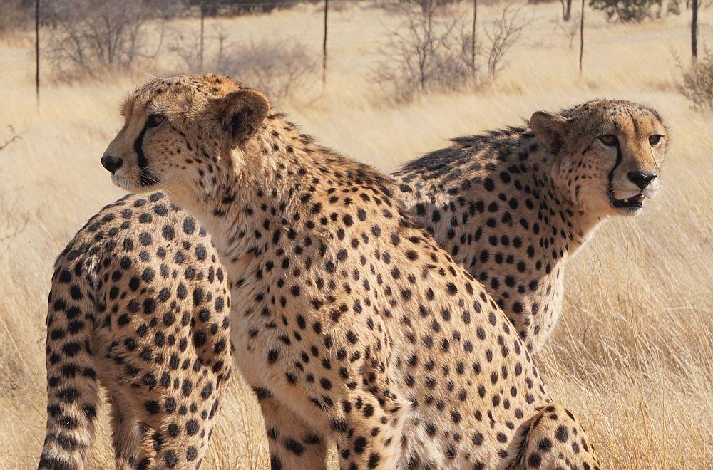 Cheetah Walk