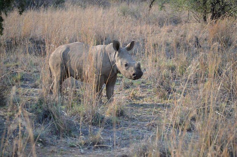 African Baby Rhino