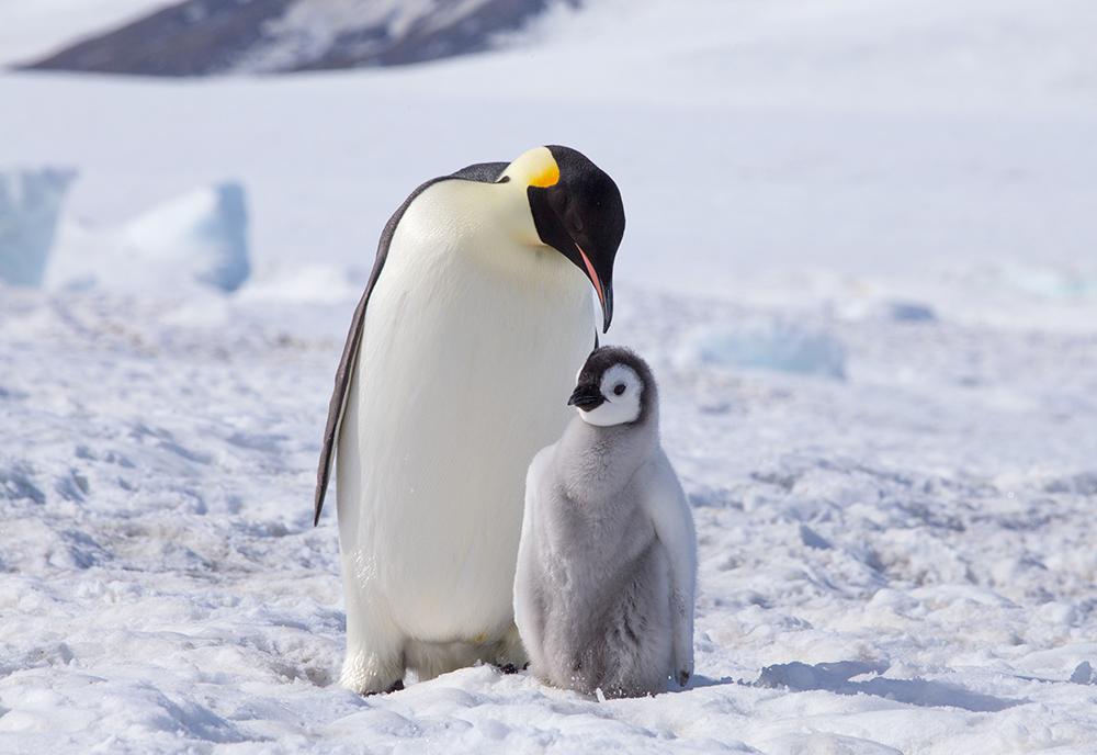 Emperor Penguin – Best Mothers in the Animal Kingdom 