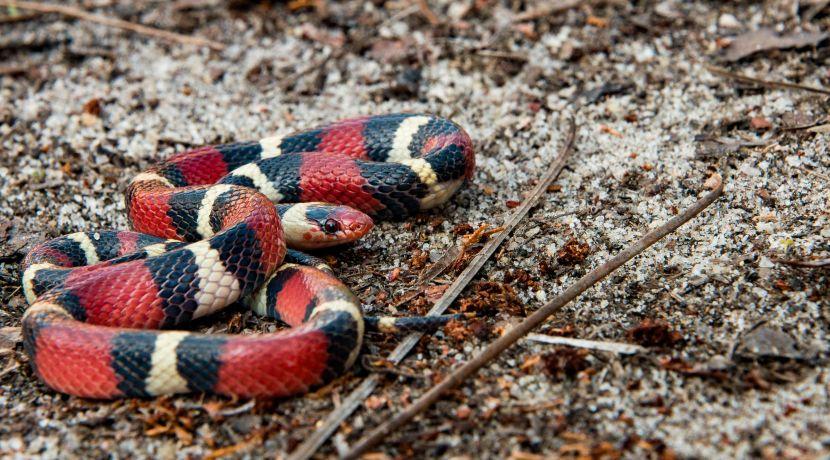 Scarlet Kingsnake