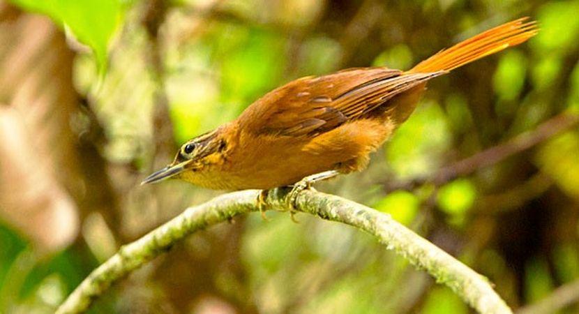 Alagoas foliage-gleaner