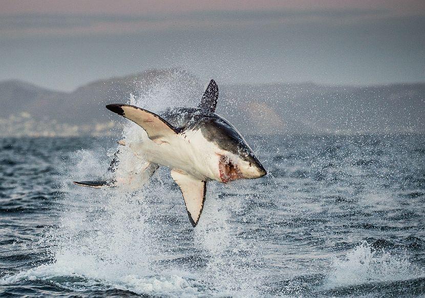 Great White Shark