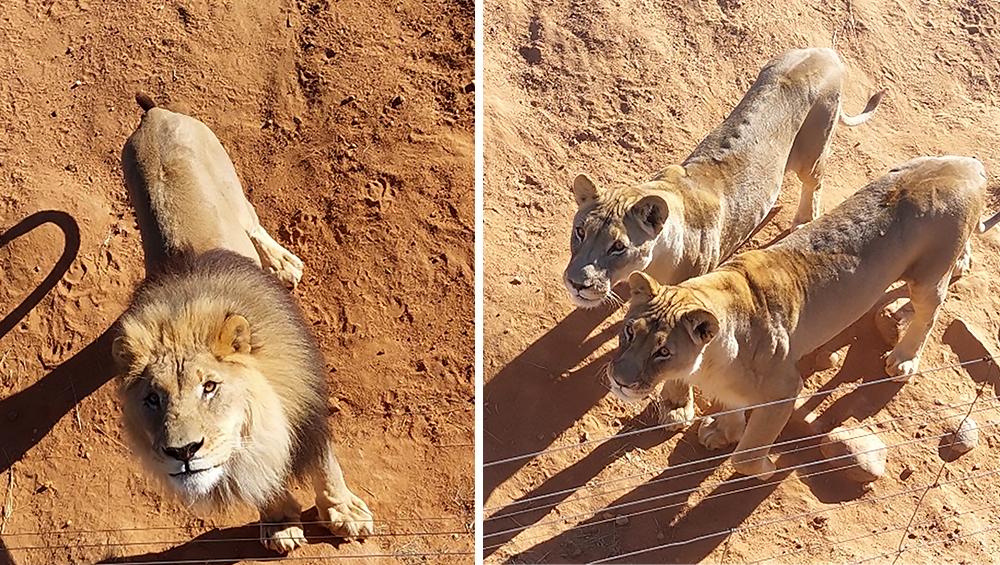 Lions on Carnivore Feed