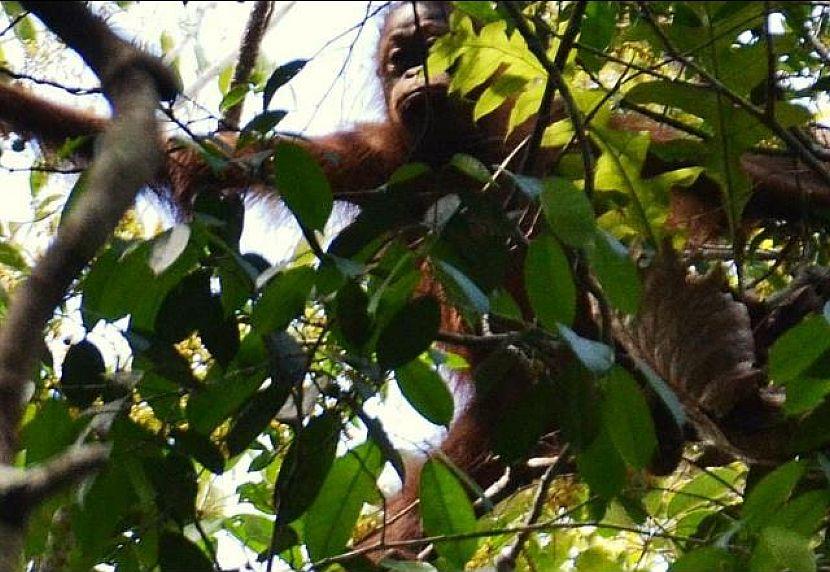 Baby Orangutan