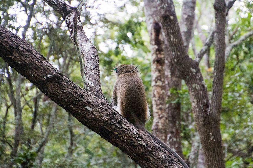 Lilongwe Vervet monkey