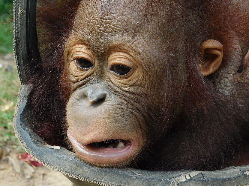 Baby Orangutan