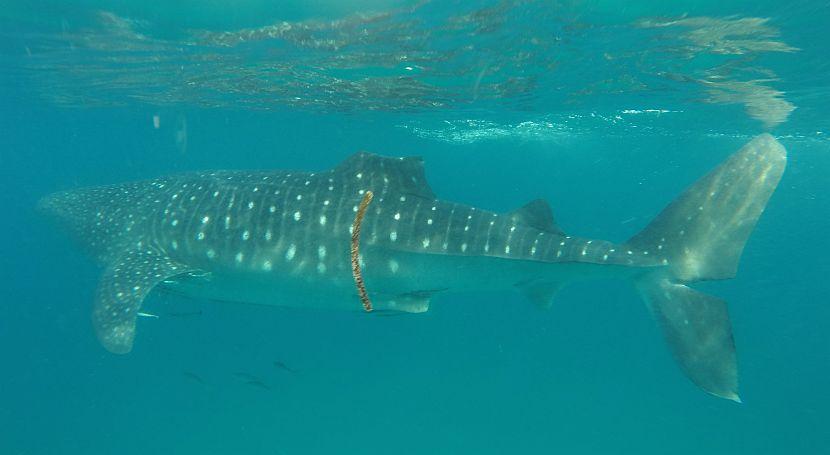 Flatty The Whale Shark