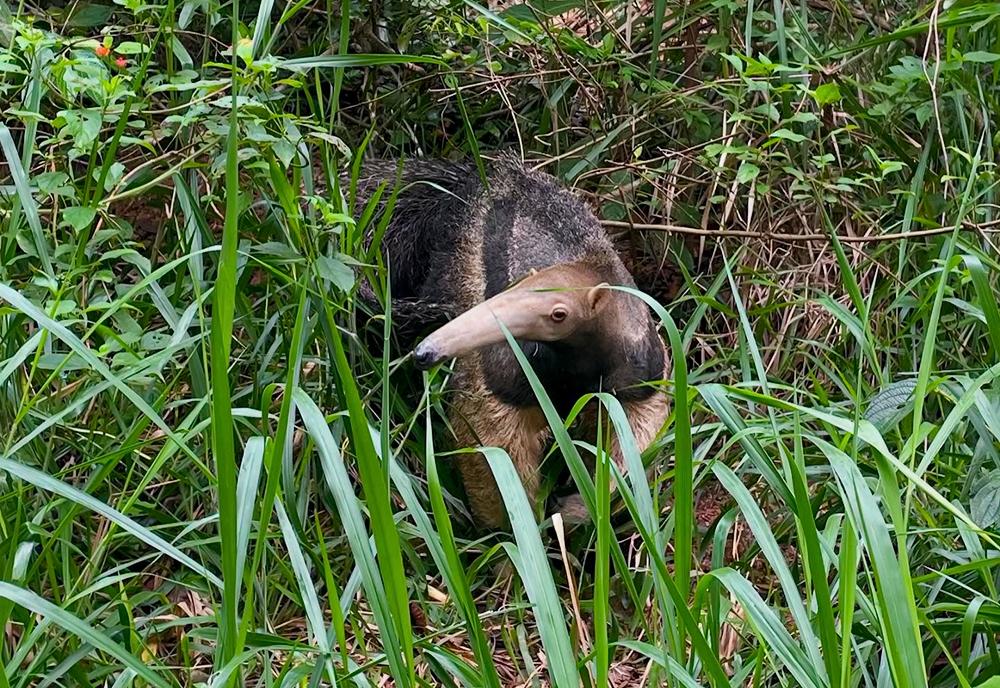 Sonny the Giant Anteater - Peru Wildlife Sanctuary