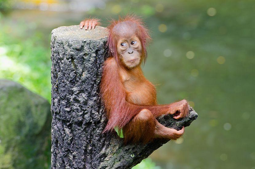 Baby Orangutan