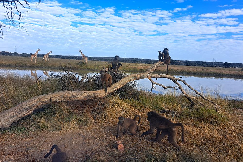 Baboon Walk at Namibia Wildlife Sanctuary