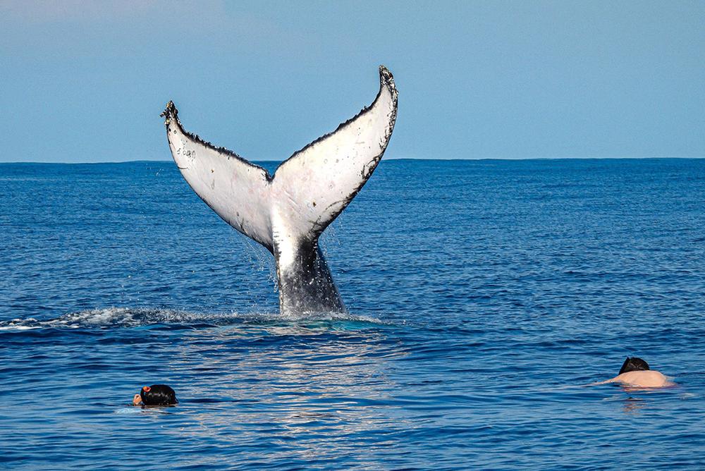 Marine Conservation Projects - Volunteer with Humpback Whale