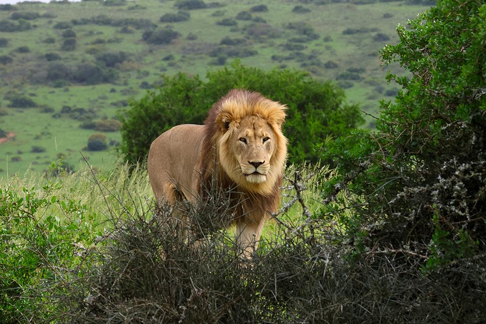 Lion on Reserve