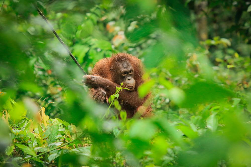 Bornean Orangutan