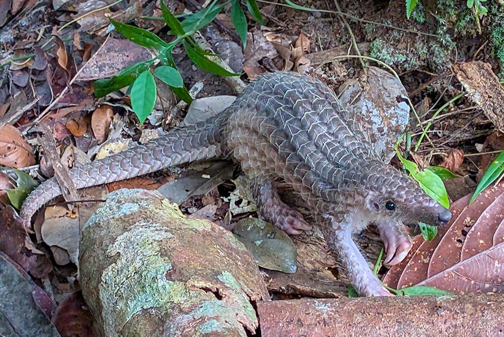 Pangolins