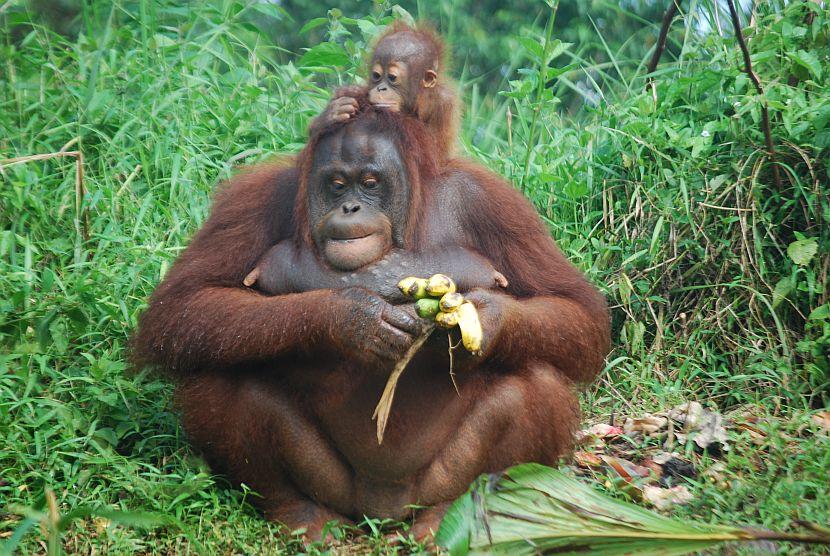 Orangutan mother and baby