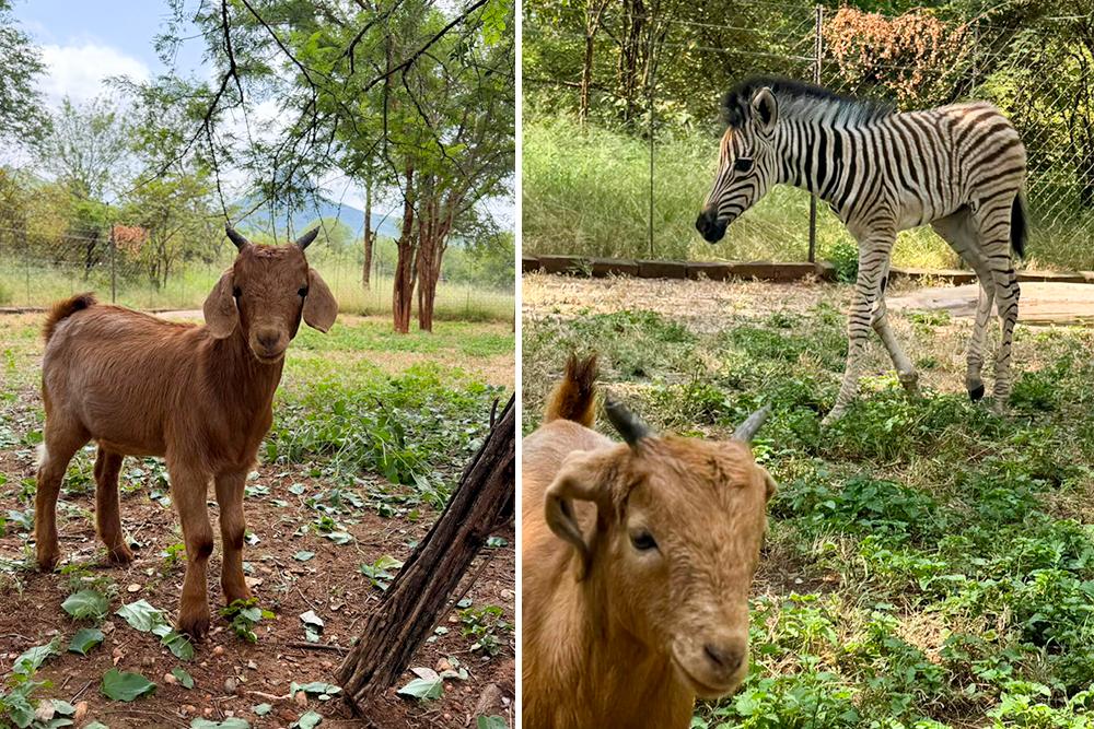 Baby Zebra Kumba and Bakkie the Goat