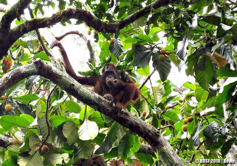 orangutan in tree