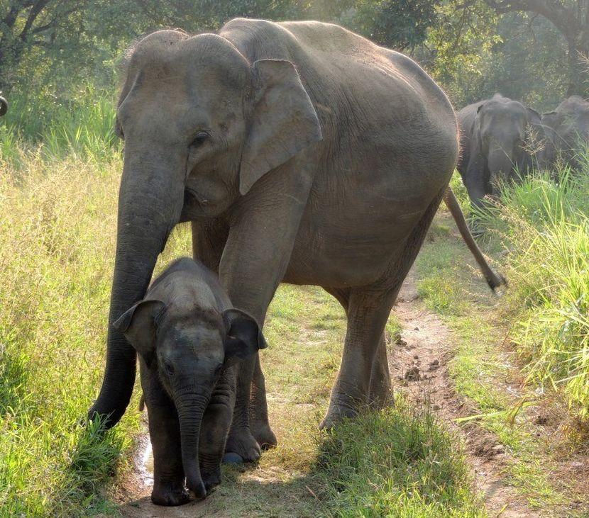 mother and baby elephant 