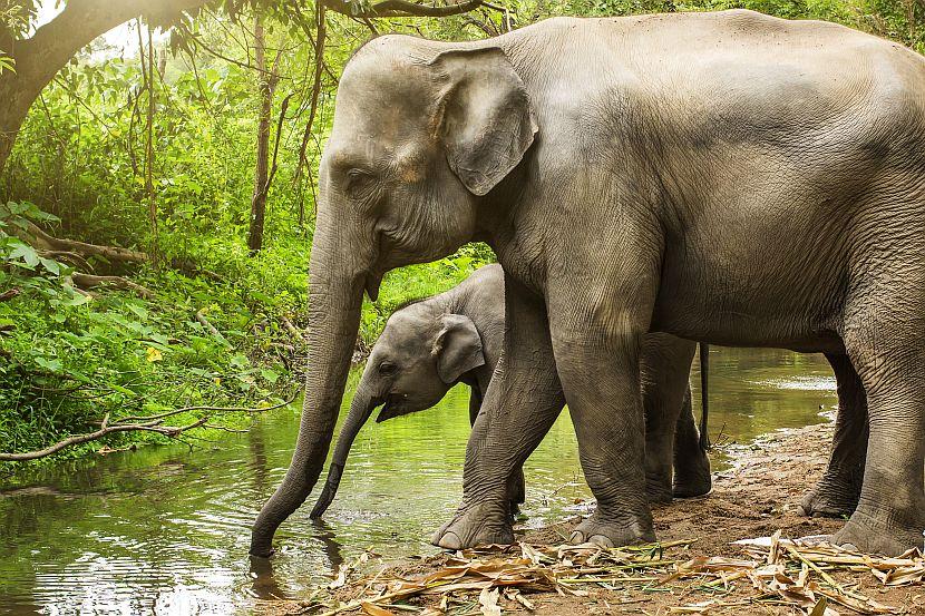 Elephant and calf