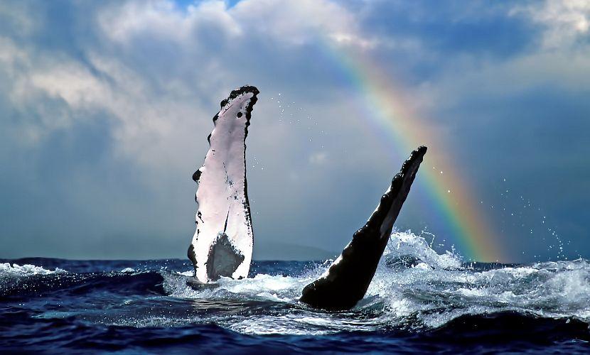 Humpback Whale, Maui