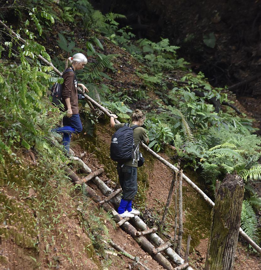 Orangutan monitoring site 