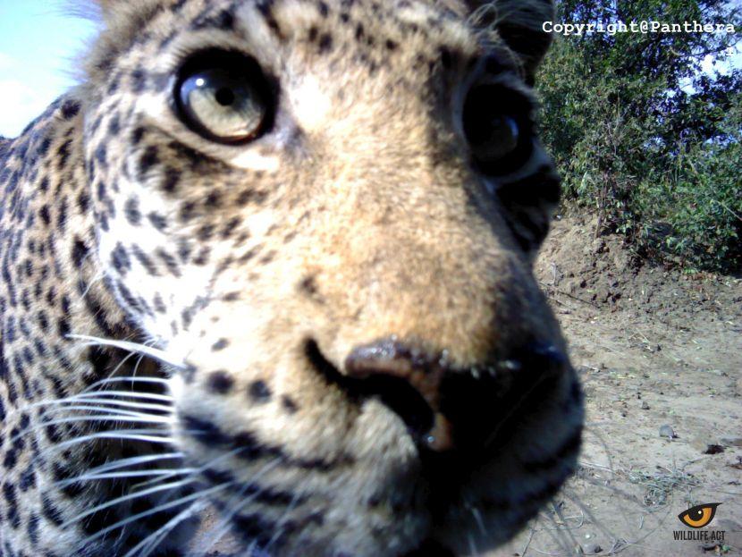 leopards in south Africa 