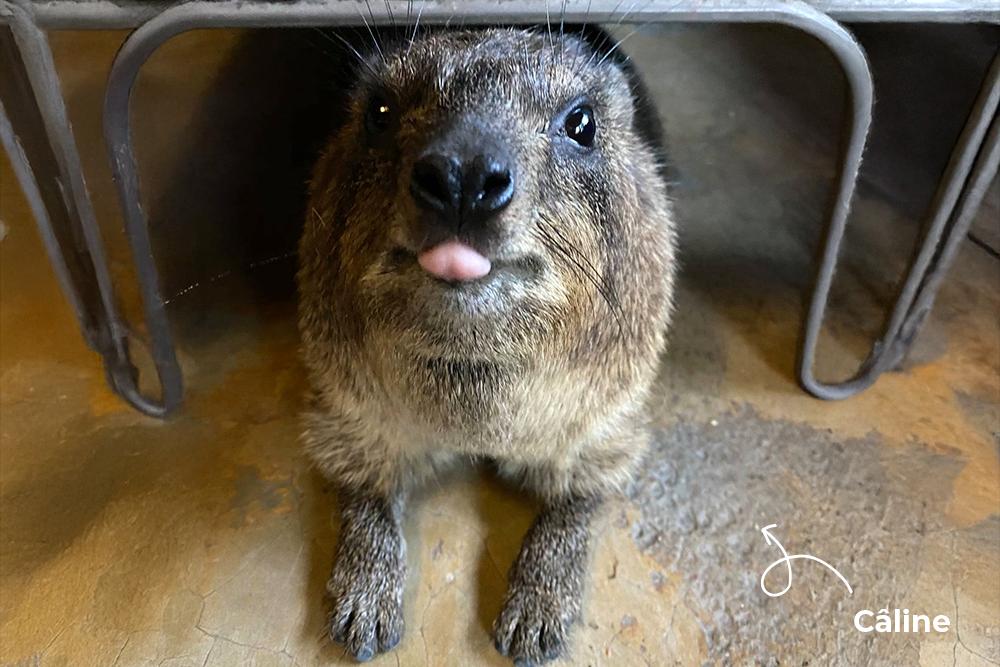 Pregnant Hyrax, Câline, at Wildlife Orphanage in South Africa