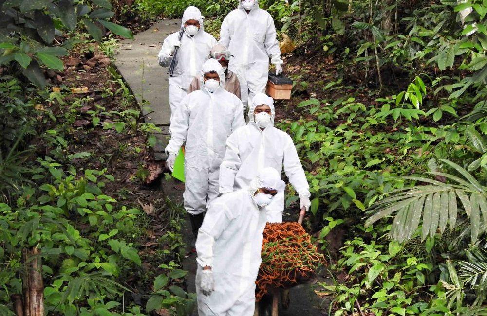 Rescue Mission Of Adult Orangutan