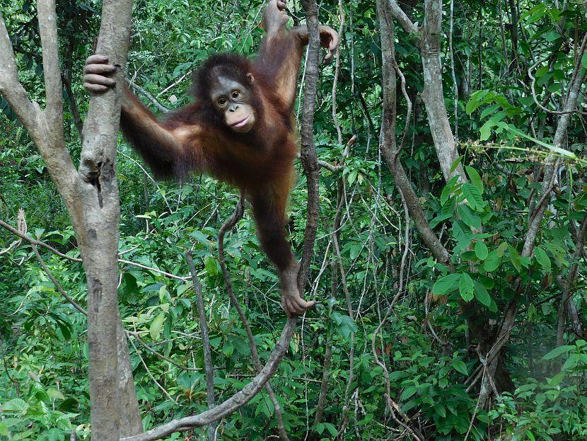 Baby orangutan